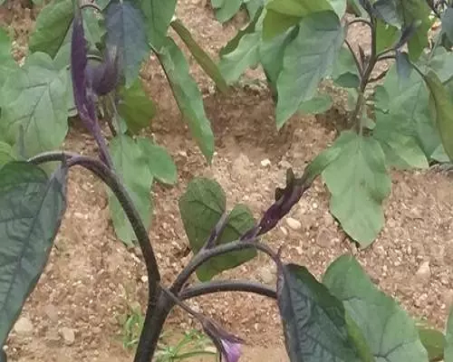 茄子葉片發(fā)黃,葉面肥價(jià)格
