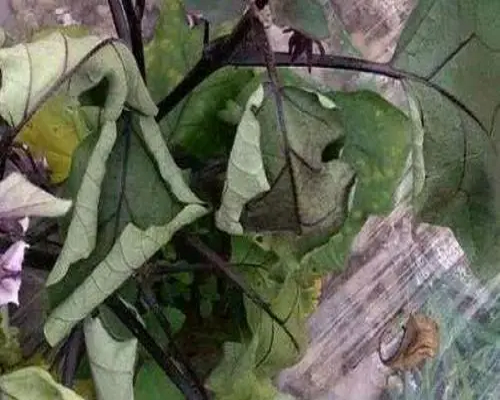 茄子葉片發(fā)黃,高氮水溶肥 茄子葉片發(fā)黃,高氮水溶肥