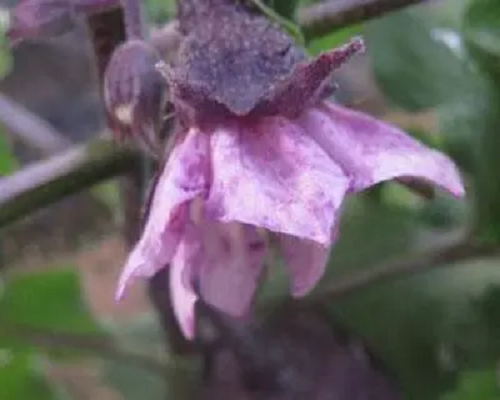 茄子紫花病,十大水溶肥廠家排行