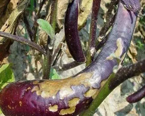 茄子爛果,膨果水溶肥