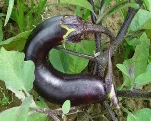 茄子僵果,進(jìn)口水溶肥生產(chǎn)廠家