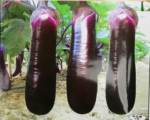 國茄長虹,噴施葉面肥