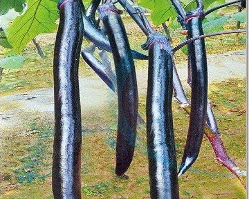 黑妹,國內(nèi)水溶肥廠家排名