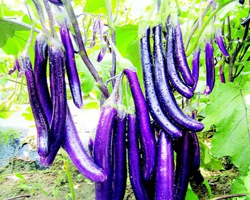 航茄8號,液體水溶肥