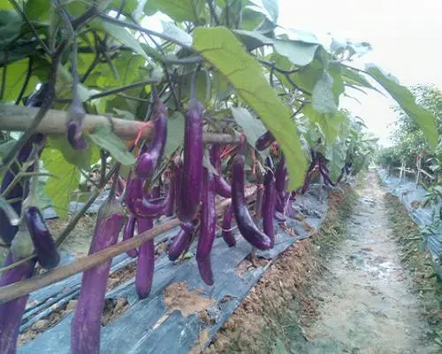 農(nóng)豐長茄,葉面肥批發(fā)