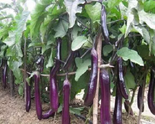 福茄5號,進(jìn)口葉面肥沖施肥十大品牌