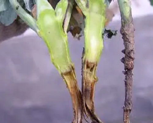 黑根病,水溶肥廠家 黑根病,水溶肥廠家