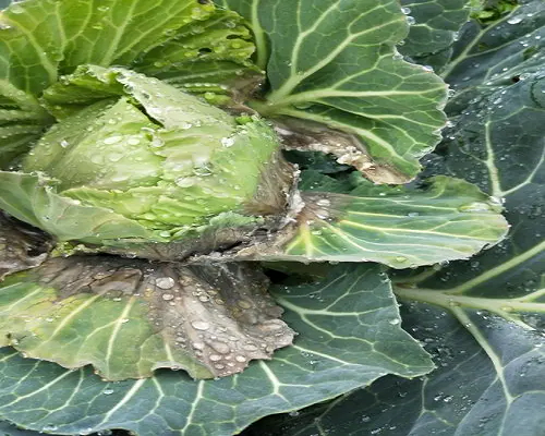 灰霉病,有機(jī)水溶肥