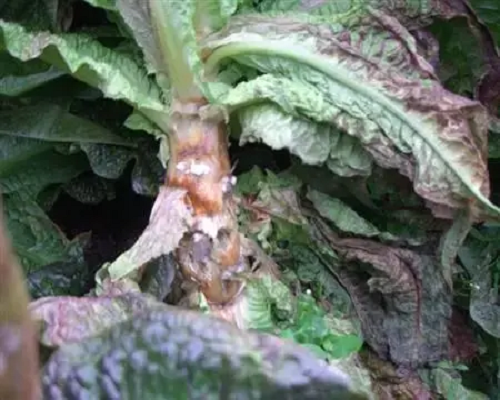 菌核病,玉米葉面肥 菌核病,玉米葉面肥
