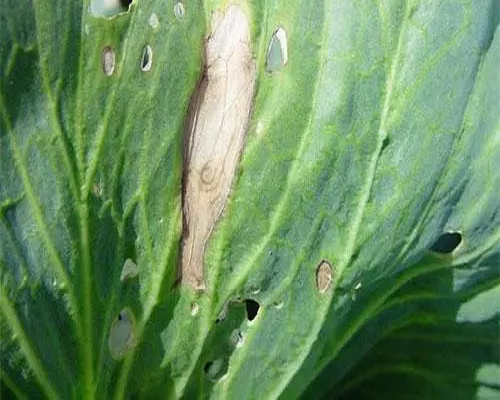 細(xì)菌性黑斑病,沖施肥水溶肥 細(xì)菌性黑斑病,沖施肥水溶肥