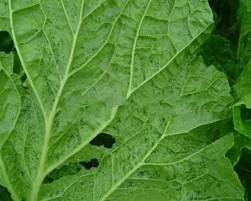 細(xì)菌性角斑病,水溶肥生產(chǎn)廠家 細(xì)菌性角斑病,水溶肥生產(chǎn)廠家