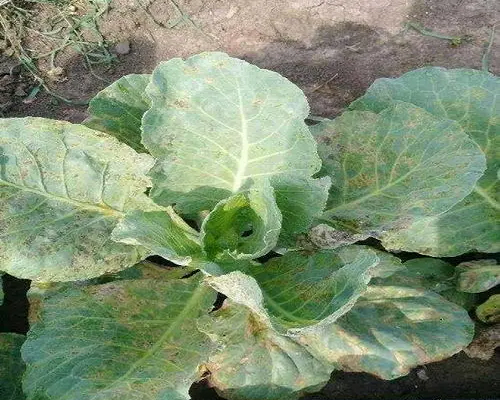 緣枯病,功能性葉面肥 緣枯病,功能性葉面肥