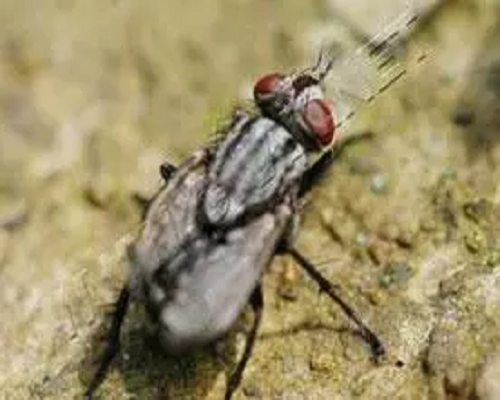 灰地種蠅,葉面沖施肥 灰地種蠅,葉面沖施肥