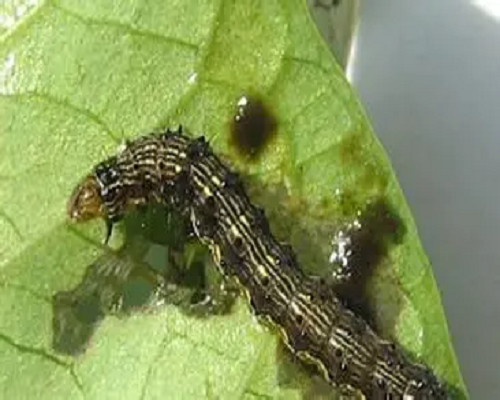 斜紋夜蛾,水溶肥廠家供應水溶肥