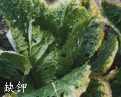 甘藍(lán)缺鉀,草莓沖施肥
