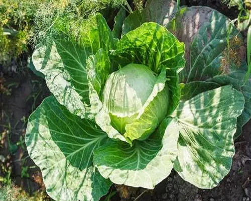 甘藍缺氮,水溶肥生產(chǎn)廠家 甘藍缺氮,水溶肥生產(chǎn)廠家