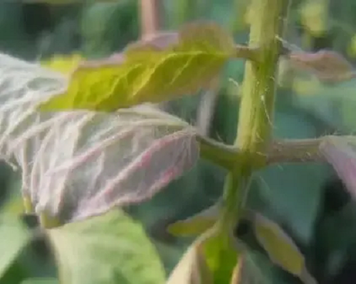 甘藍缺磷,噴施葉面肥 甘藍缺磷,噴施葉面肥