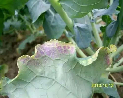 甘藍缺磷,氨基酸葉面肥 甘藍缺磷,氨基酸葉面肥