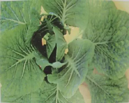 甘藍缺鎂,氨基酸沖施肥