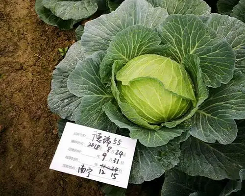 甘藍(lán)高溫障礙,甘藍(lán)葉面肥 甘藍(lán)高溫障礙,甘藍(lán)葉面肥