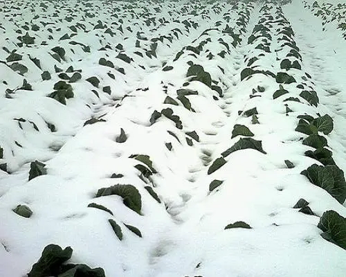 甘藍(lán)凍害,生根水溶肥 甘藍(lán)凍害,生根水溶肥