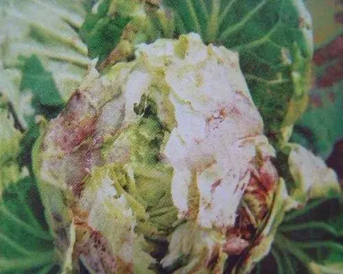 甘藍(lán)裂球,河南水溶肥廠家 甘藍(lán)裂球,河南水溶肥廠家