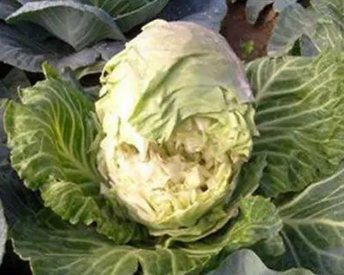 甘藍(lán)葉皰疹,含腐植酸水溶肥 甘藍(lán)葉皰疹,含腐植酸水溶肥