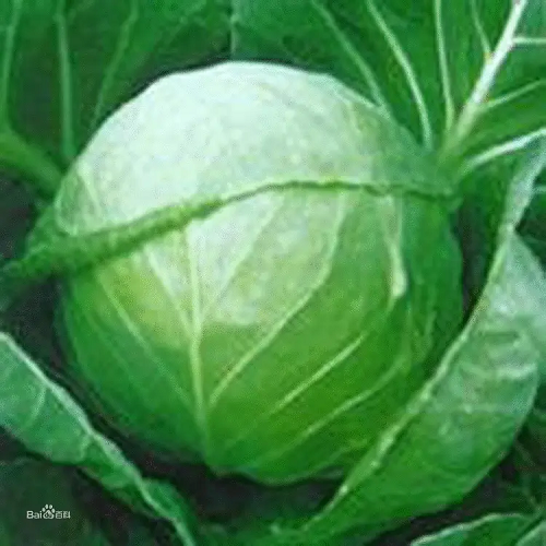 結(jié)球甘藍(lán)水腫,進(jìn)口沖施肥 結(jié)球甘藍(lán)水腫,進(jìn)口沖施肥