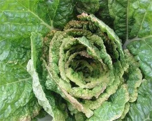 甘藍(lán)干燒心,水稻葉面肥 甘藍(lán)干燒心,水稻葉面肥