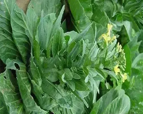 甘藍(lán)未熟抽薹,水溶沖施肥