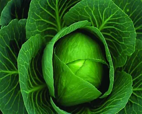 夏華2號,沖施肥價格 夏華2號,沖施肥價格