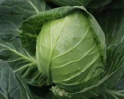 中甘10號,腐植酸水溶肥廠家