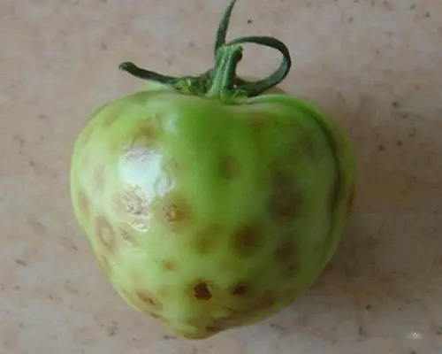 斑點(diǎn)病,含腐植酸水溶肥