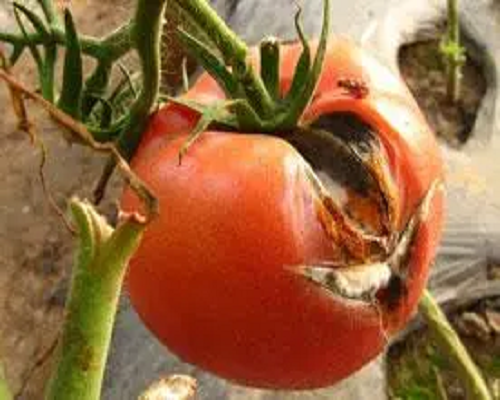 紅粉病,進(jìn)口葉面肥